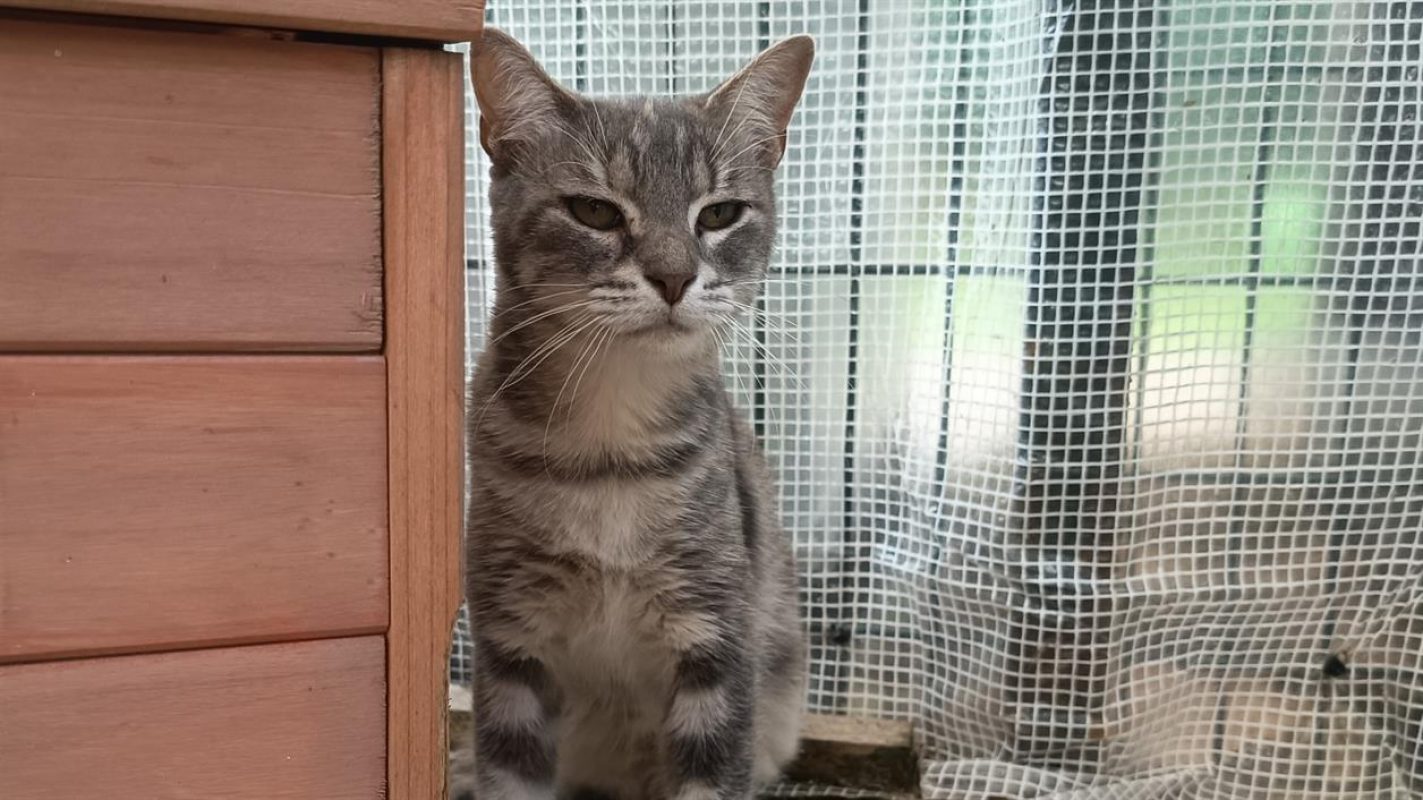Praline - Chat Européen à adopter - photo 3