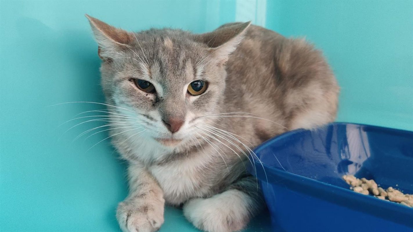 Praline - Chat Européen à adopter - photo 4