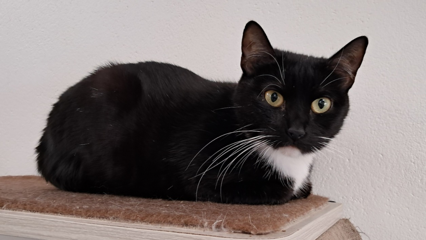 Photo de Jinx