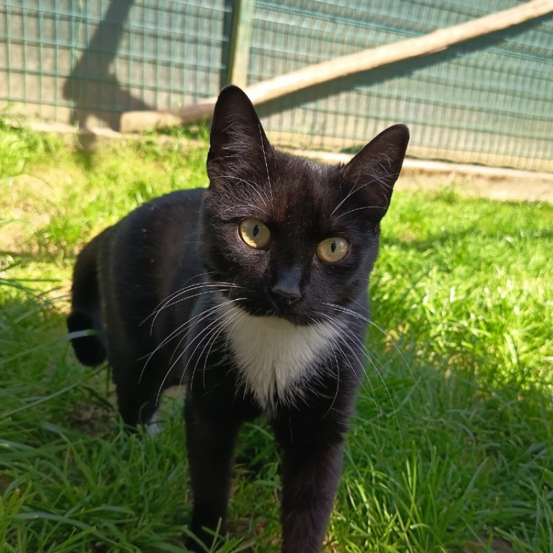 Photo #1 de Jinx