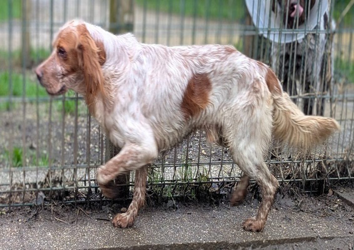 Fulbert - Chien Setter Anglais à adopter
