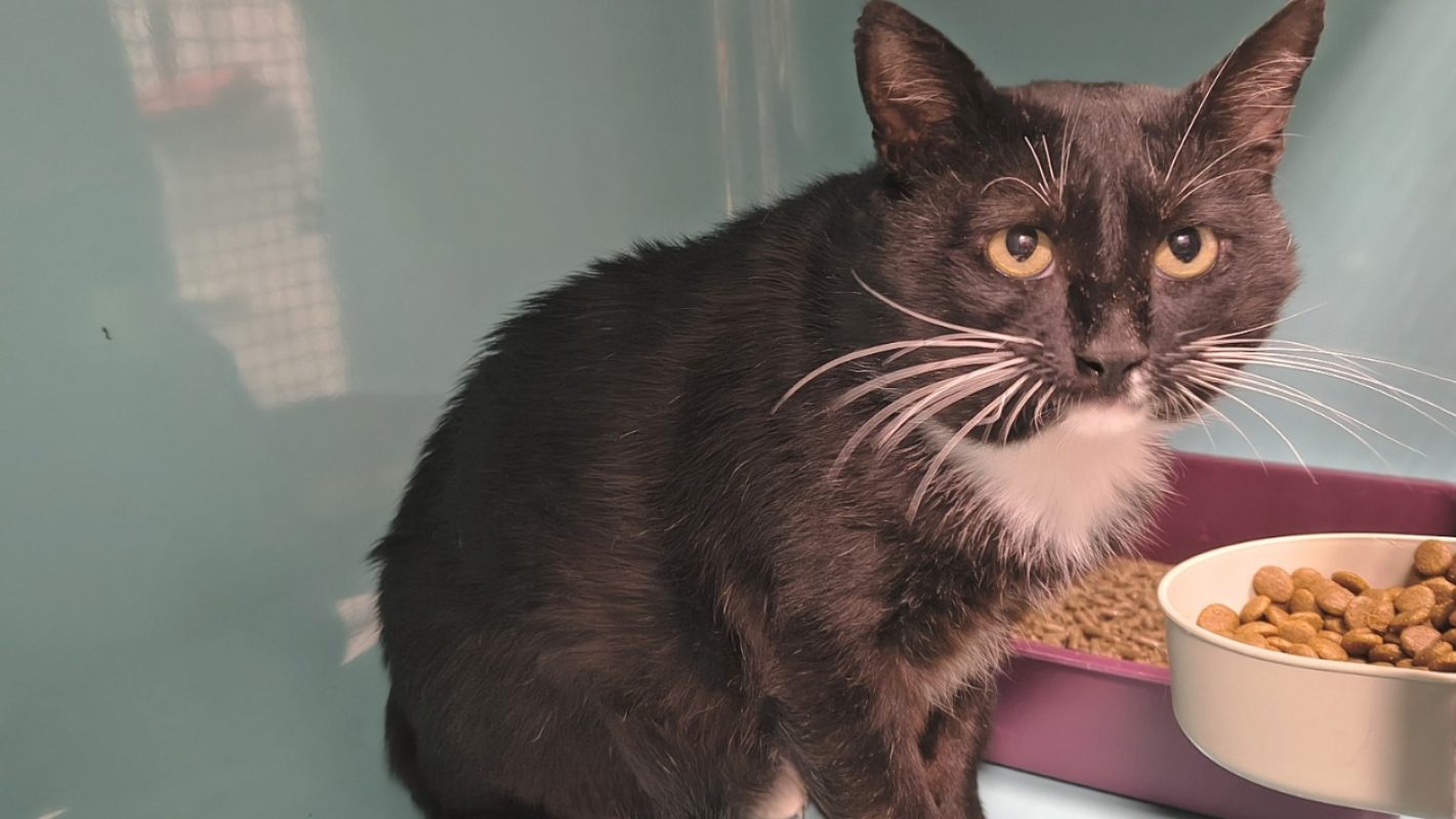 Kiki - Chat Européen à adopter