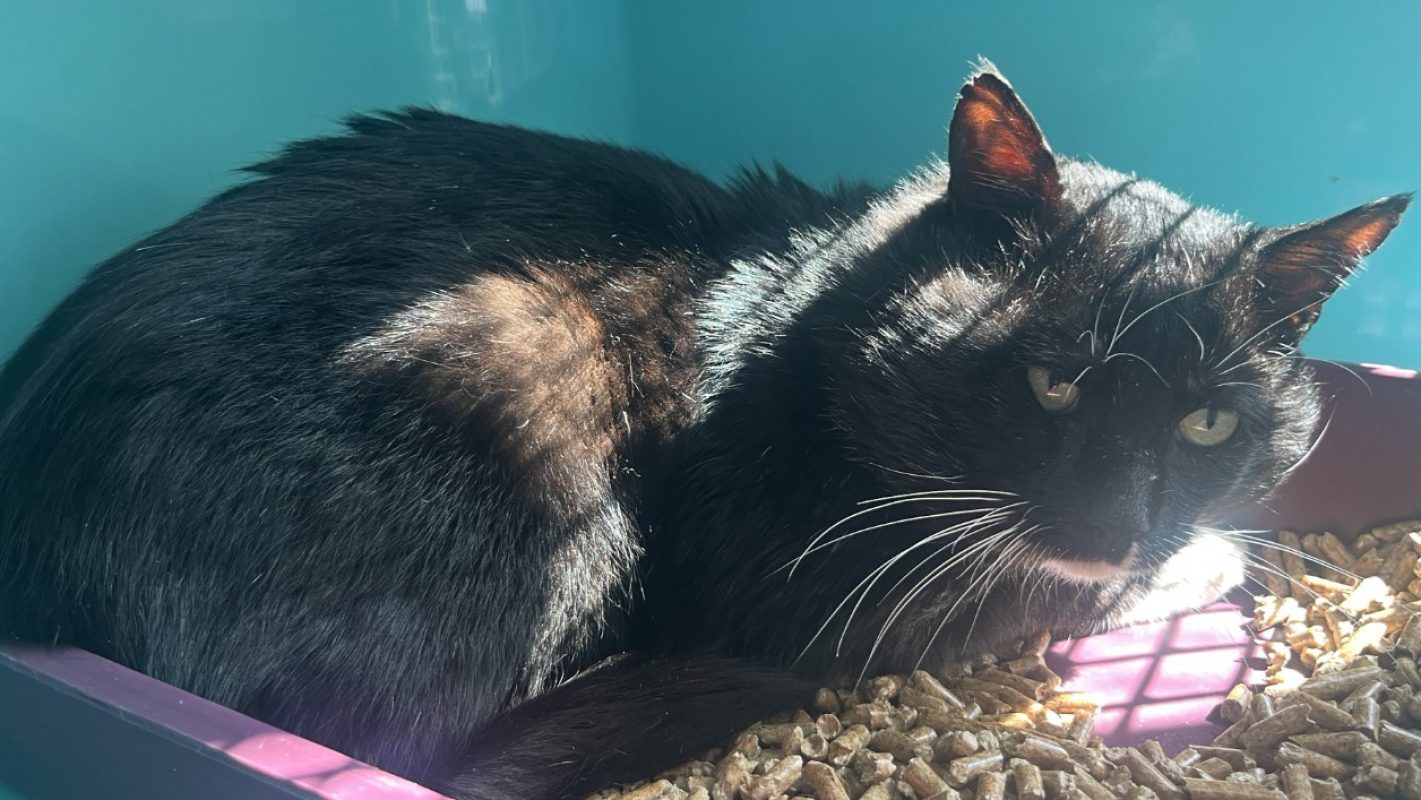 Kiki - Chat Européen à adopter - photo 2