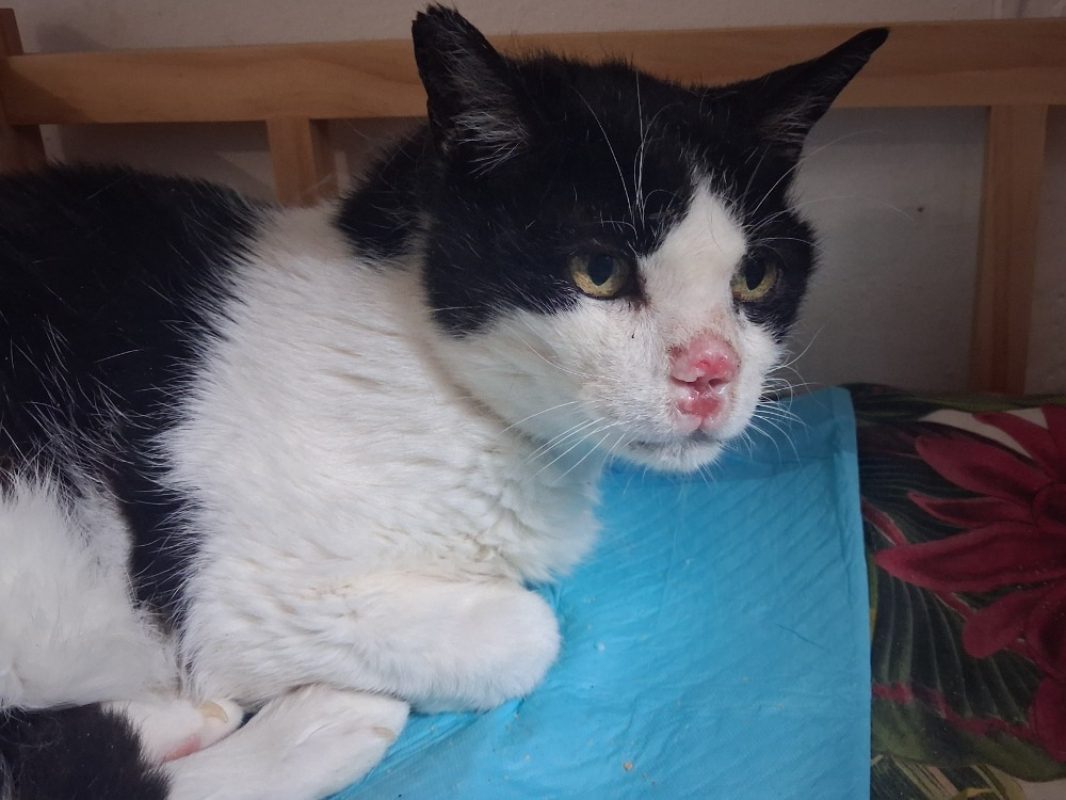 Croquette - Chat Européen à adopter
