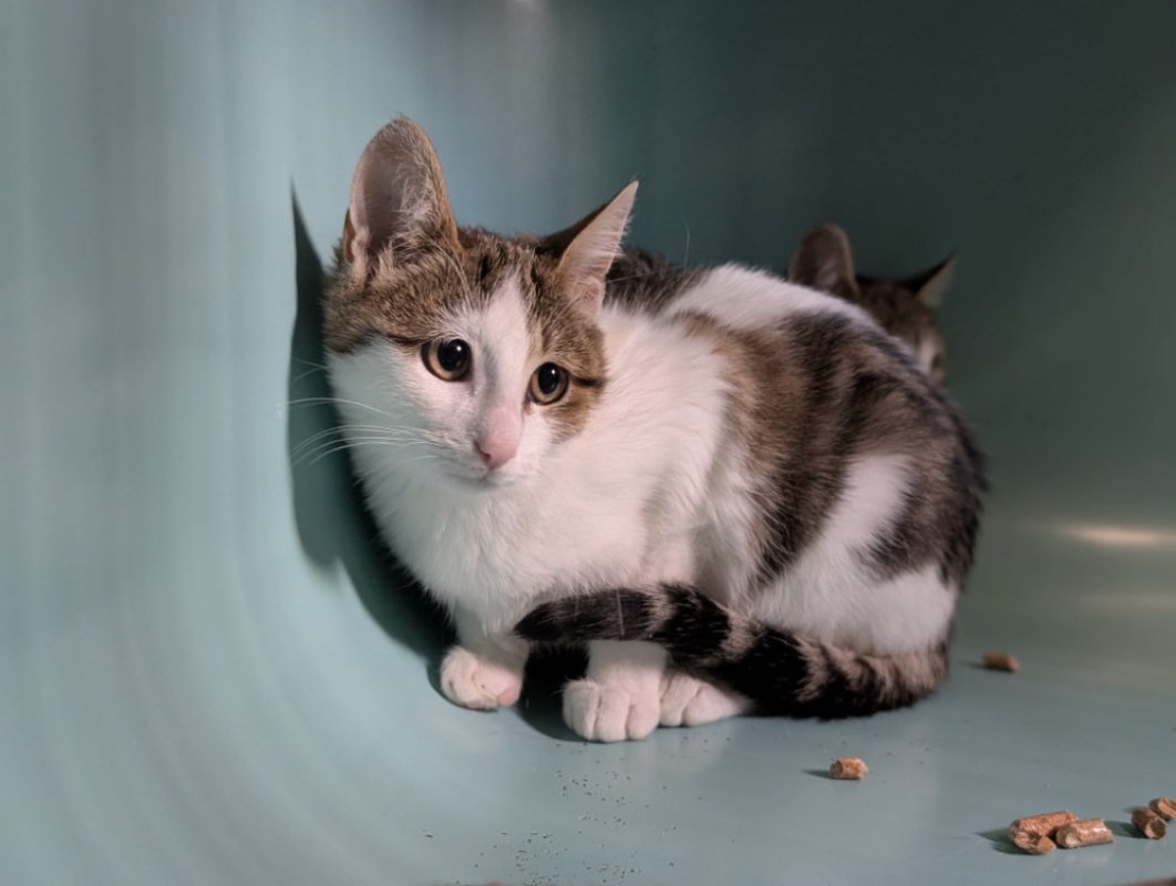 Photo #2 de Dentelle