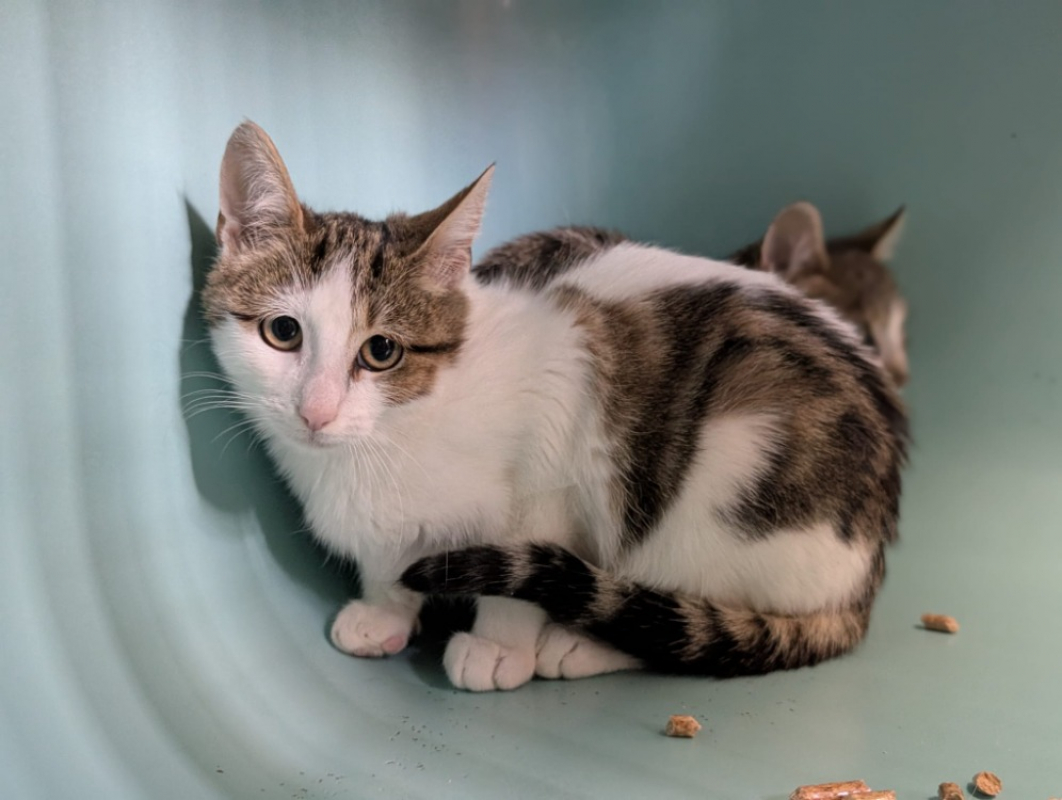 Photo #3 de Dentelle