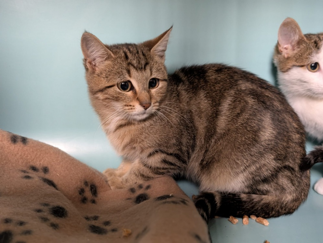 Photo #1 de Flanelle