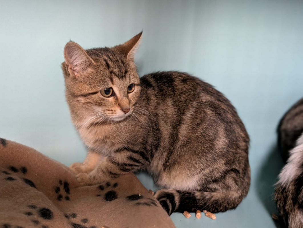 Photo #2 de Flanelle