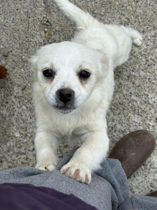 Photo #4 de Daisy