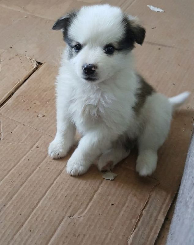Photo #4 de Sweety