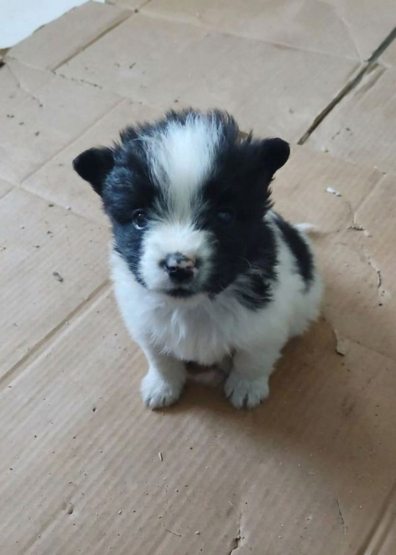 Photo #2 de Benjy