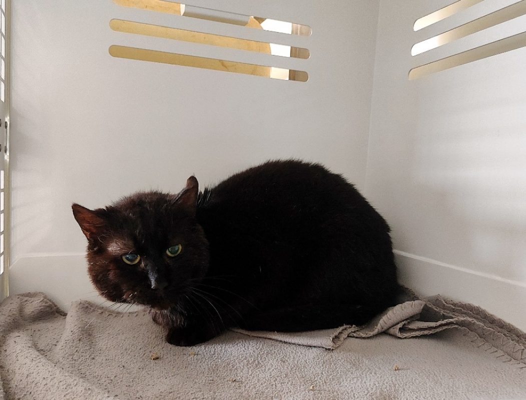 Brownie - Chat Européen à adopter