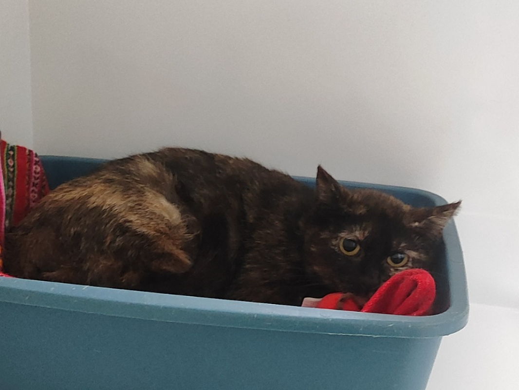 Photo de Rocket