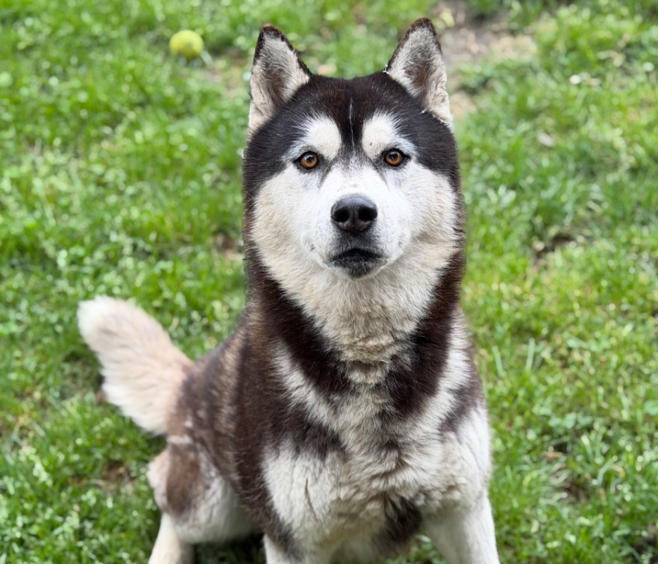 Photo de Rover