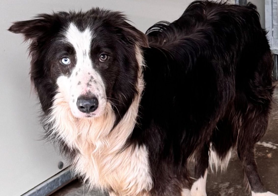 Payakan - Chien Border Collie à adopter