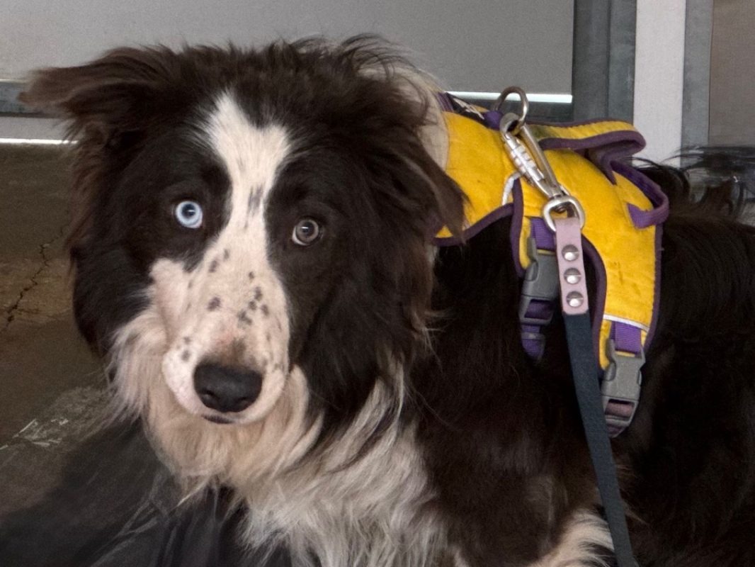Payakan - Chien Border Collie à adopter - photo 2