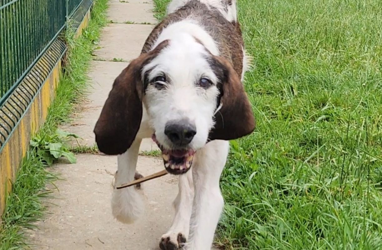 Naro - Chien à adopter
