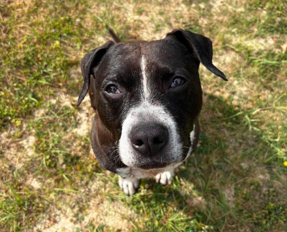 Odeon - Chien à adopter