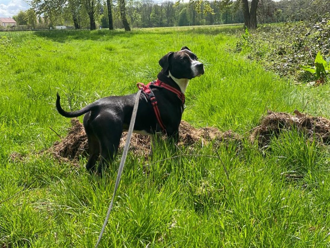 Odeon - Chien à adopter - photo 6