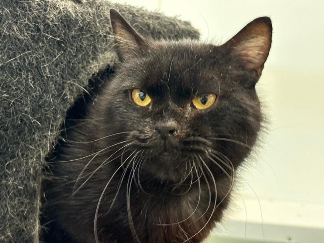 Bourbon - Chat Européen à adopter
