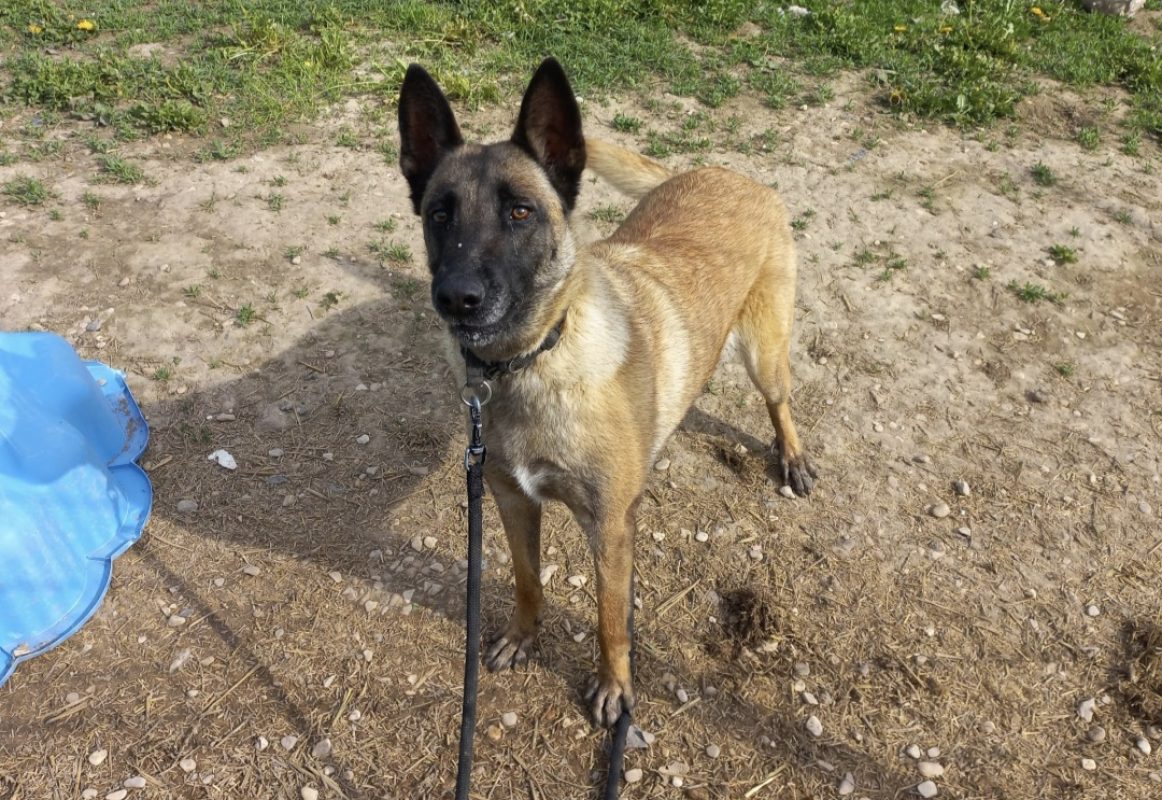 Laika - Chien Berger Belge Malinois à adopter