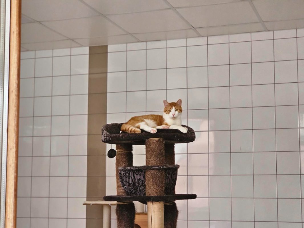 Snow - Chat Européen à adopter
