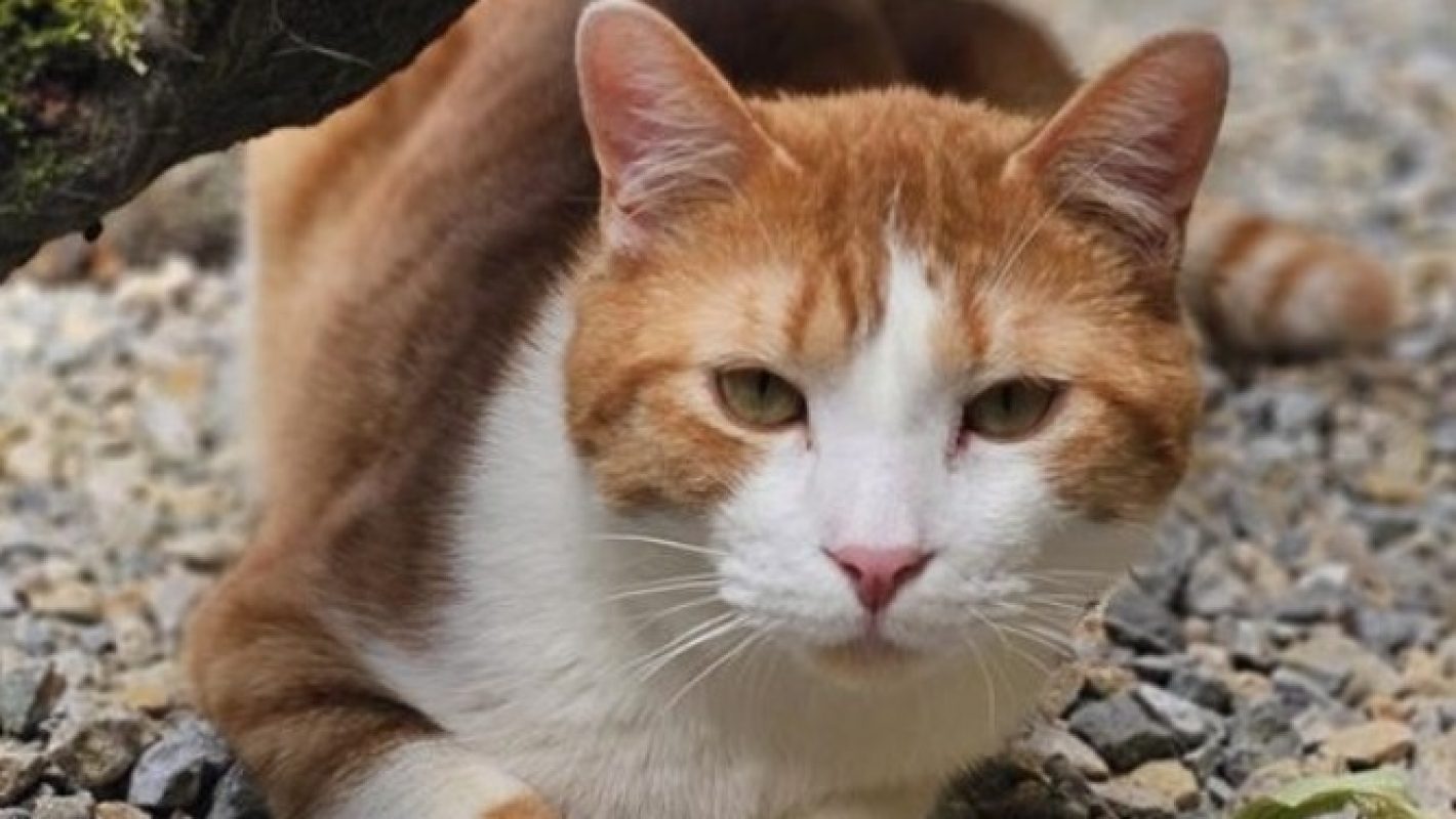 Snow - Chat Européen à adopter - photo 6