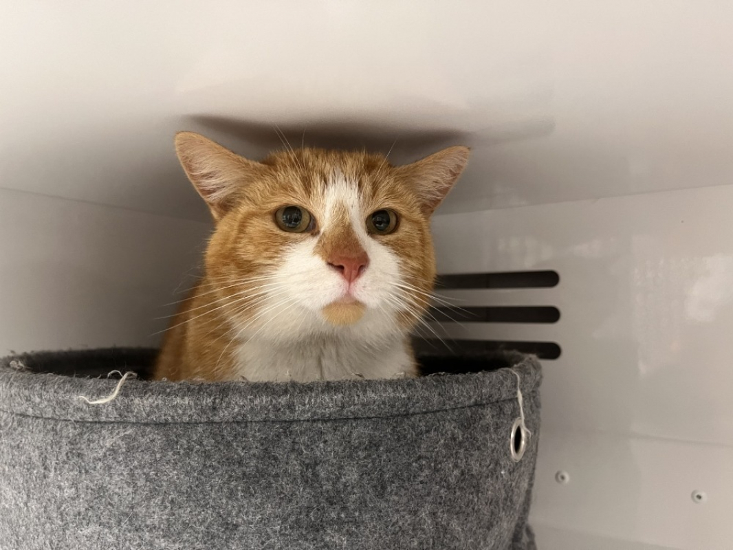 Photo de Simba