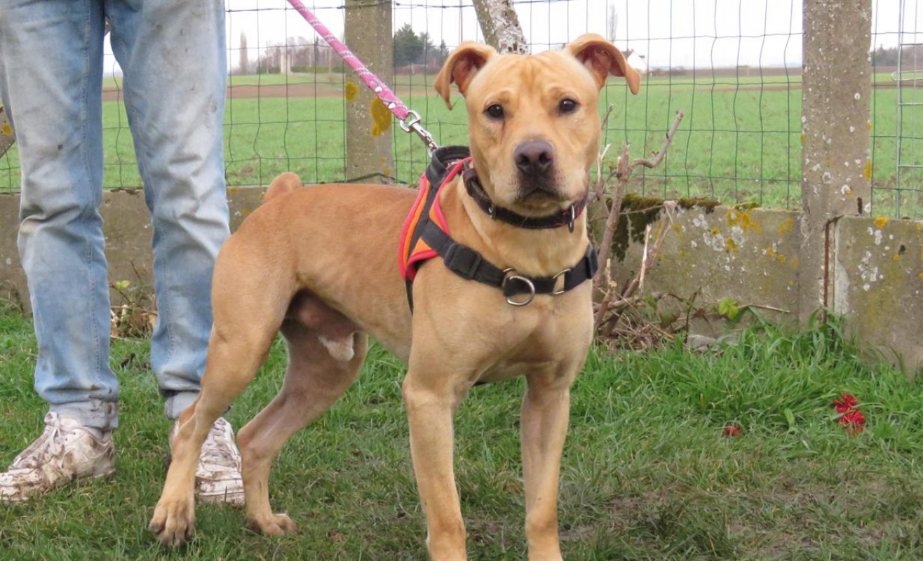 Photo #2 de Alf