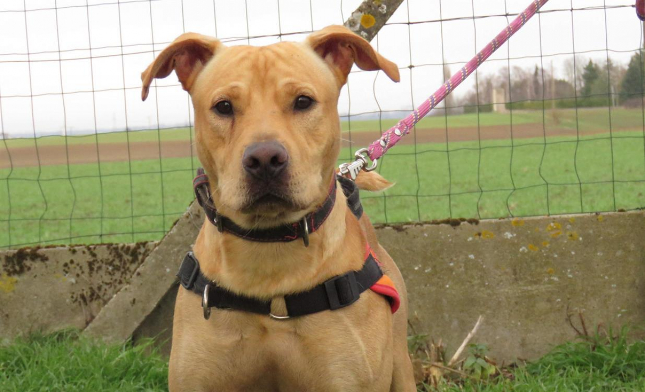Photo #3 de Alf