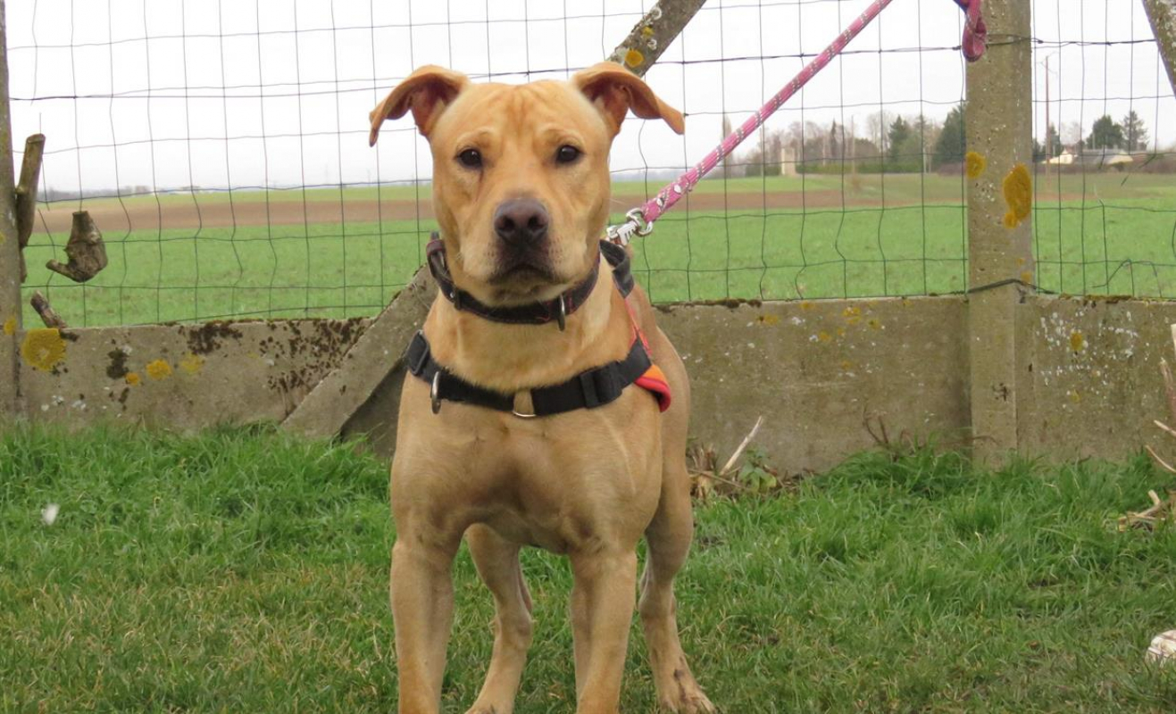 Photo #4 de Alf