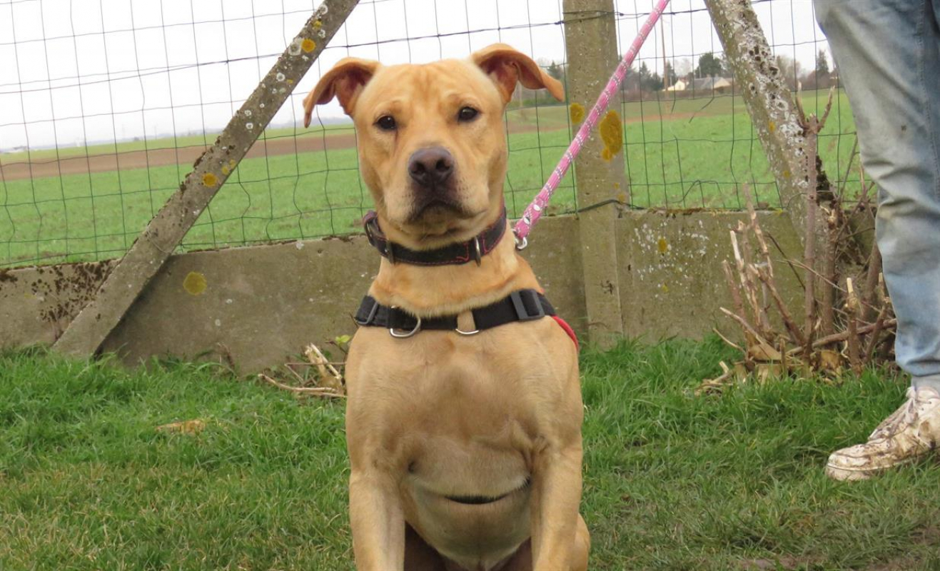 Photo #5 de Alf