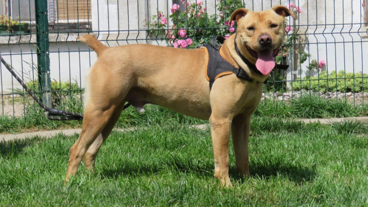 Photo #2 de Alf