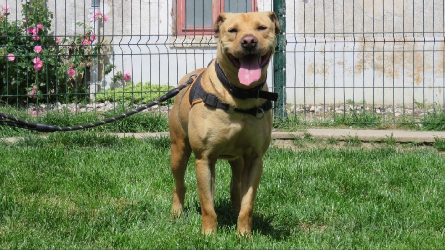 Photo #3 de Alf