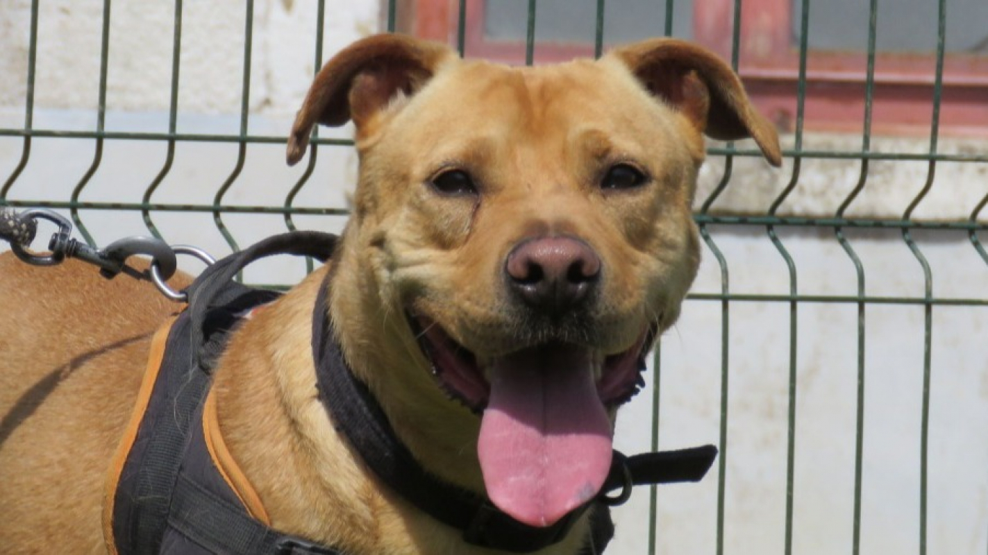 Photo #4 de Alf