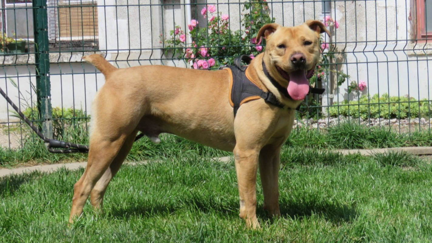 Photo #5 de Alf