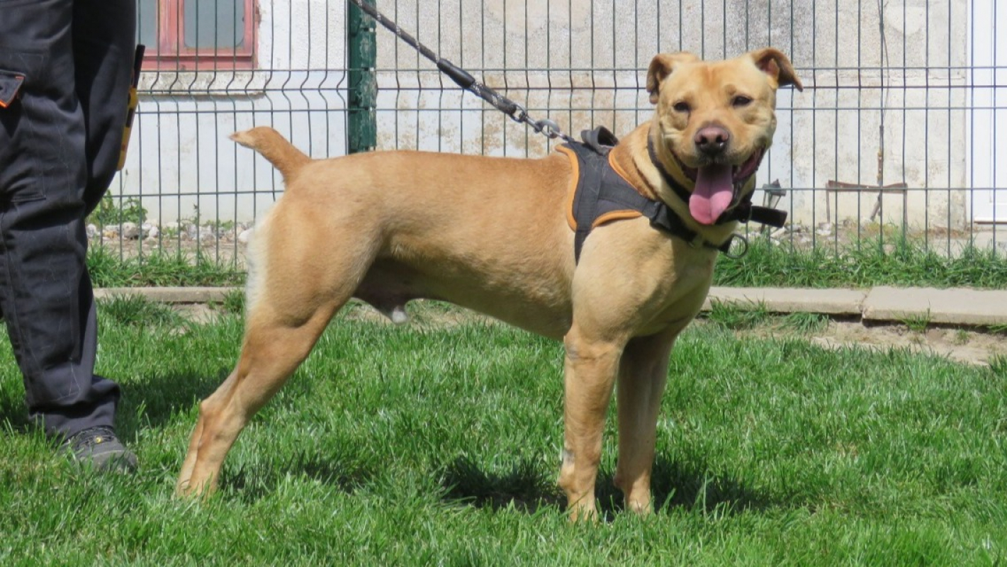 Photo #6 de Alf
