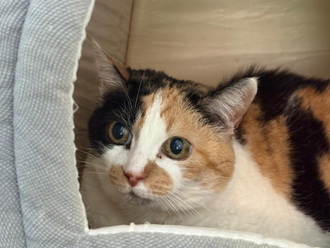 Pupuce - Européen à adopter à Cholet (49) - Animaux.fr
