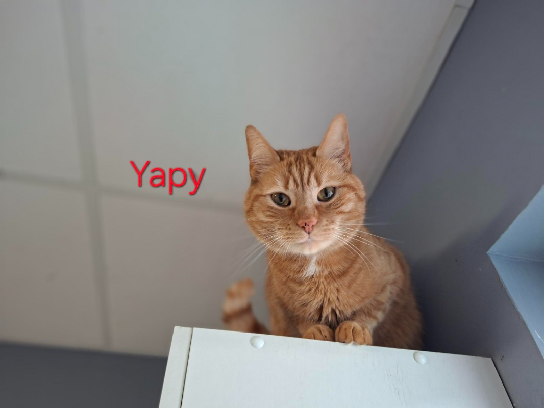 Photo #2 de Yapy