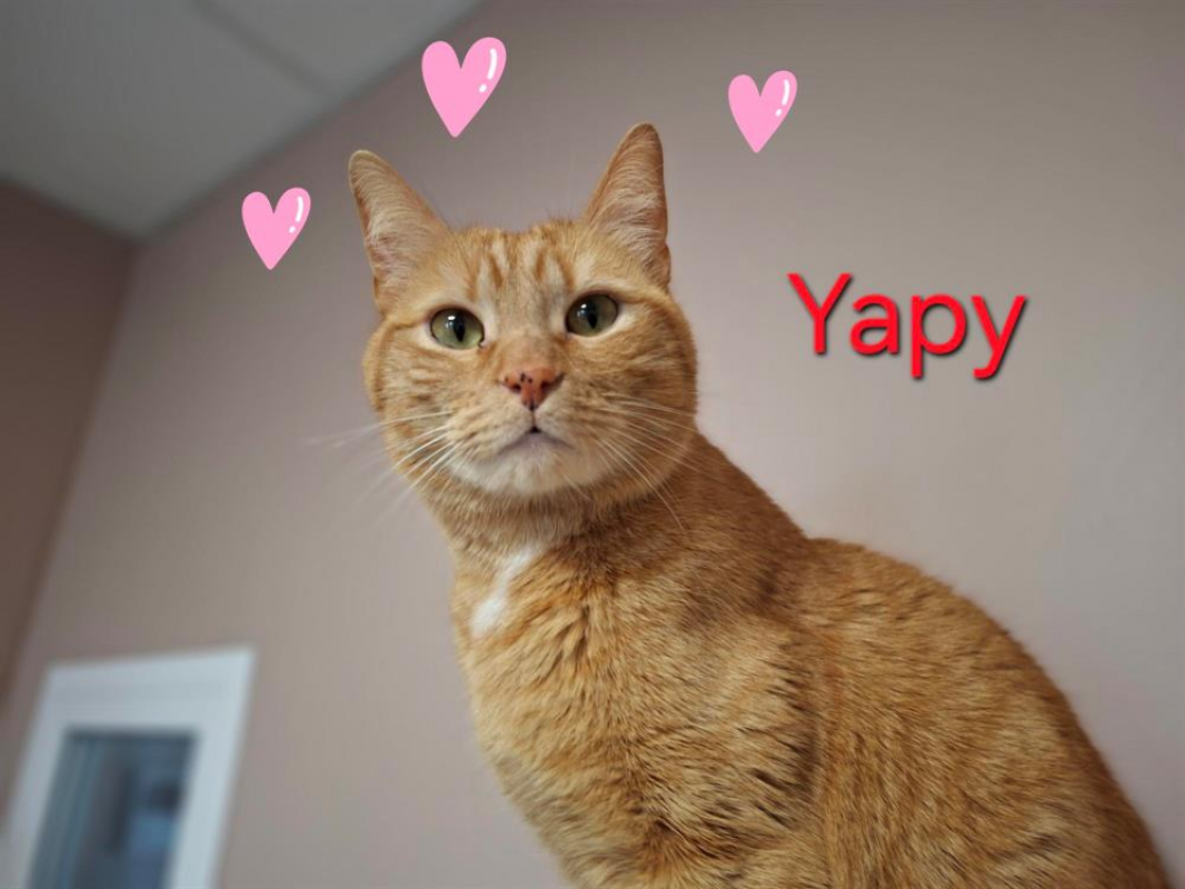 Photo de Yapy