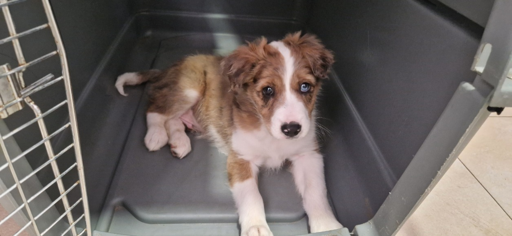 Photo #1 de Balto