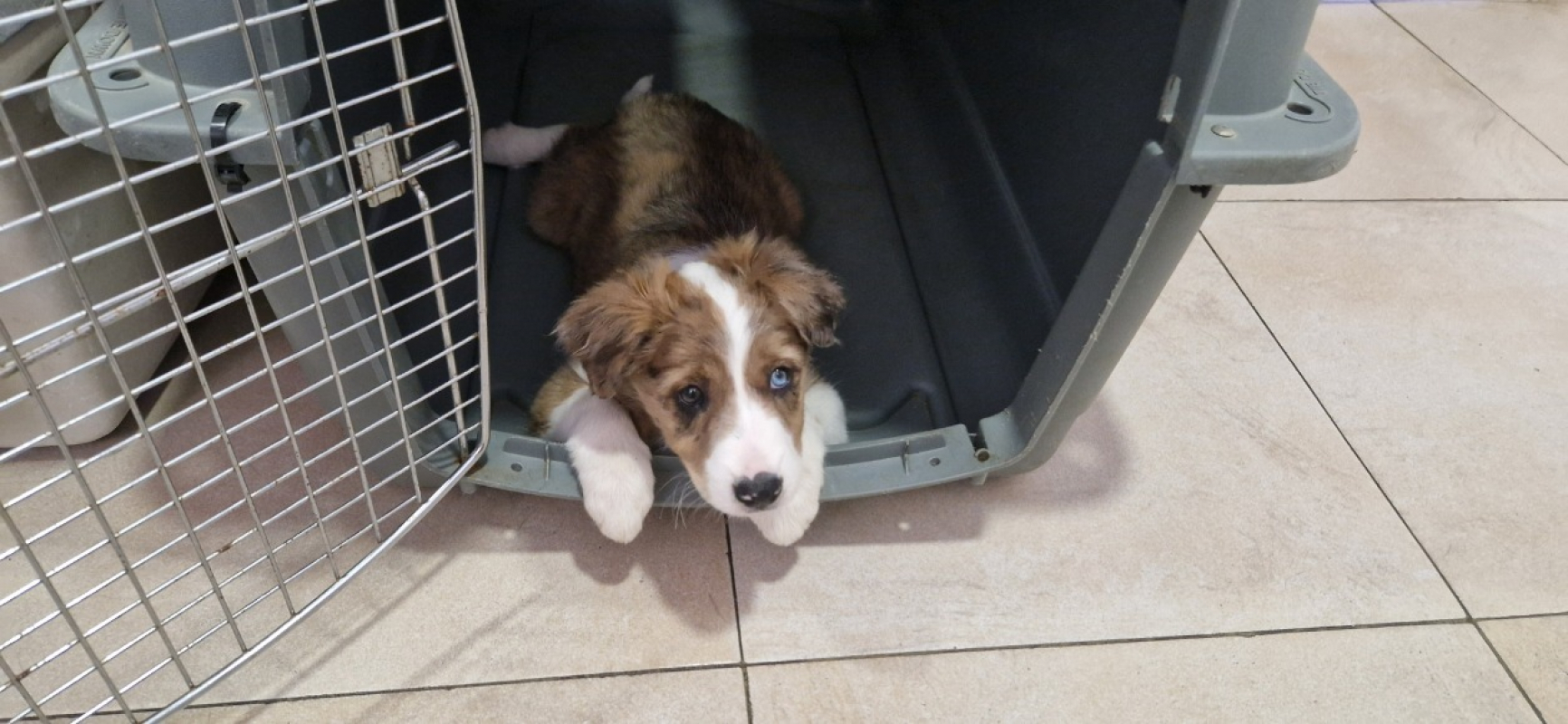 Photo #2 de Balto