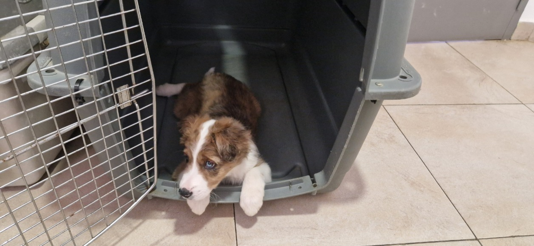Photo #3 de Balto