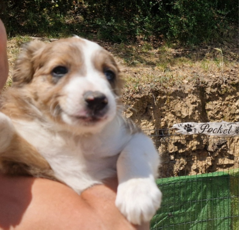 Photo #5 de Balto