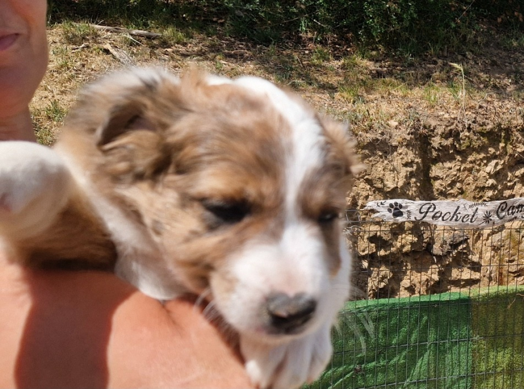 Photo #7 de Balto