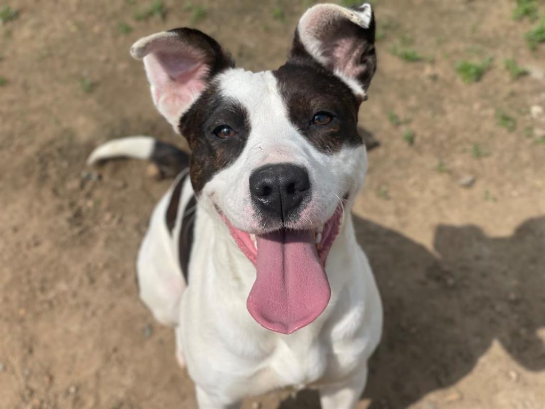 Geraldine - Chien à adopter
