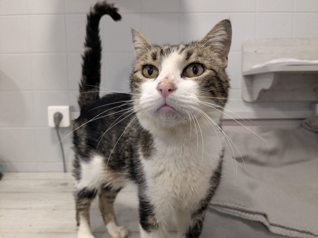 Ribellu - Chat Européen à adopter