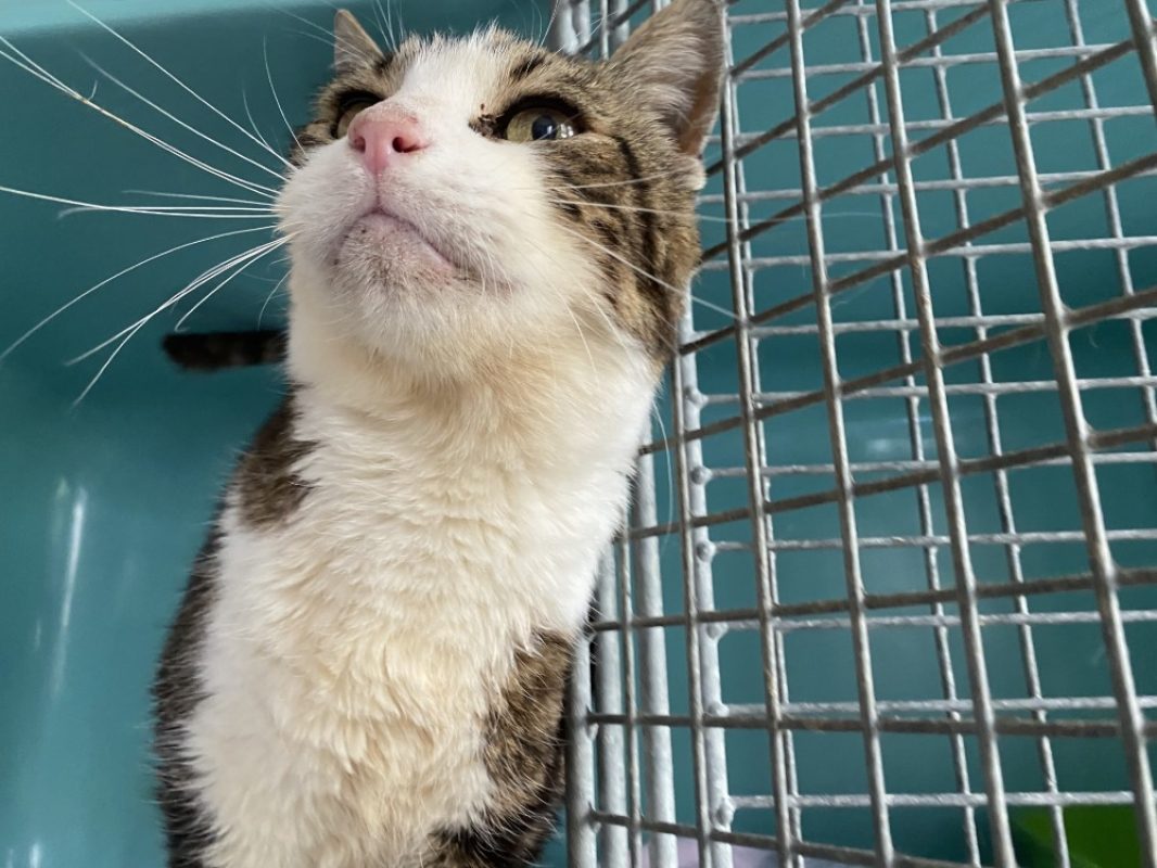 Ribellu - Chat Européen à adopter - photo 2