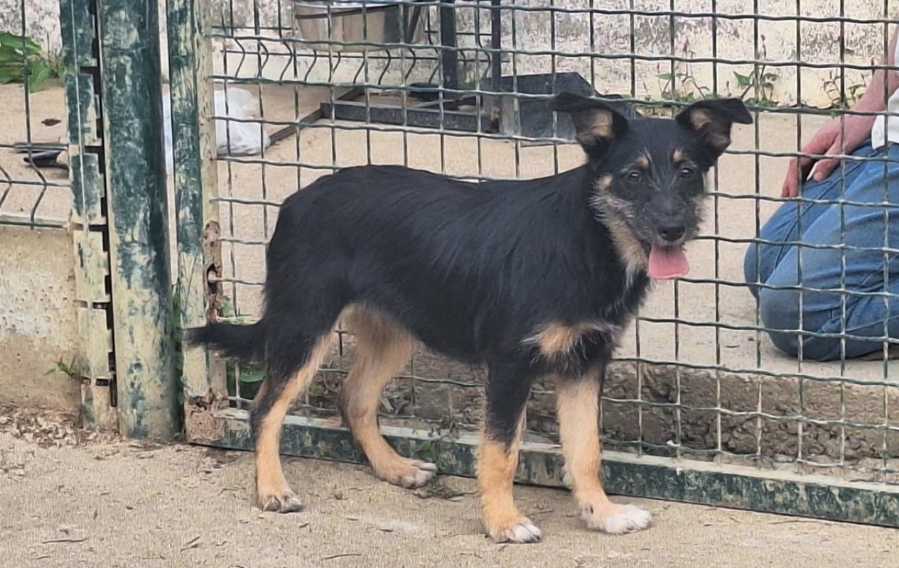 Diablesse promis - Chien à adopter à La Roche-sur-Yon (85) - Animaux.fr