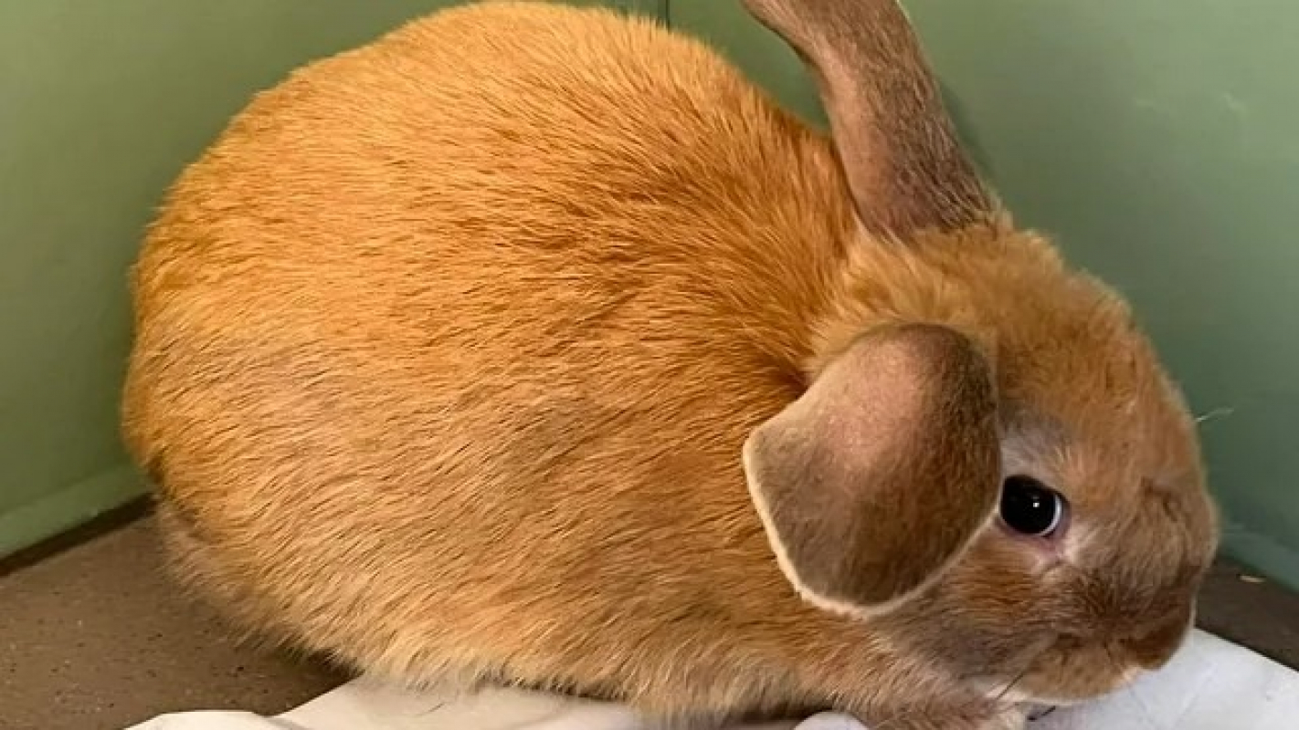Photo de Pumba